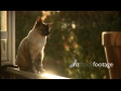 Cat Siamese 2 2908